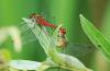 Sympetrum sanguineum